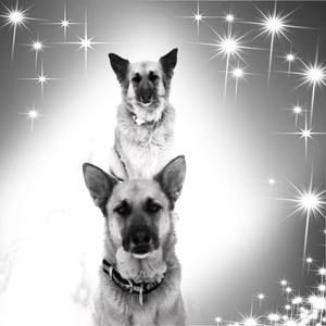 Meet your Posher, Dan